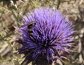 femmina di Megascolia maculata flavifrons